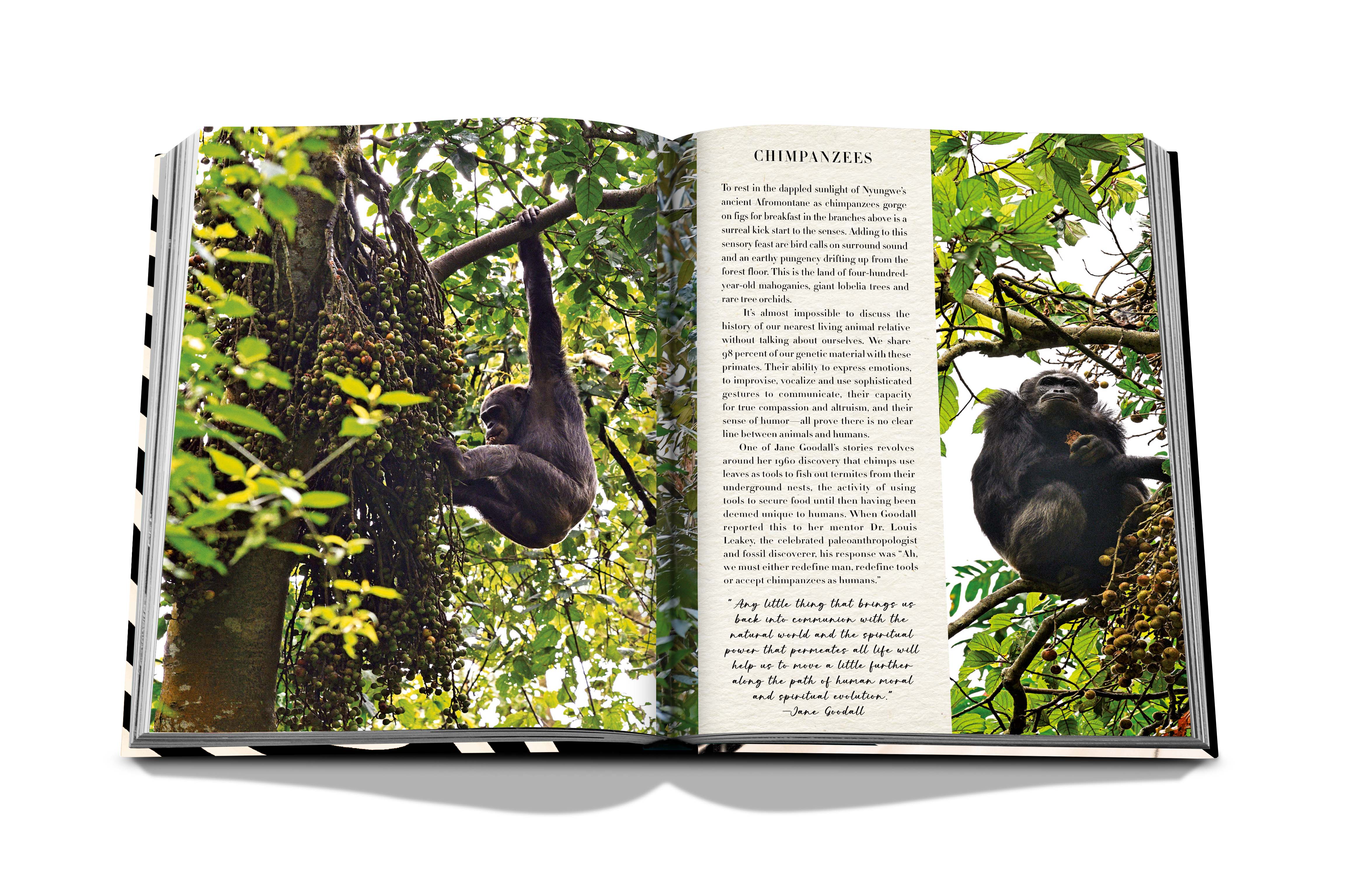 The Greatest Safari On Earth Assouline