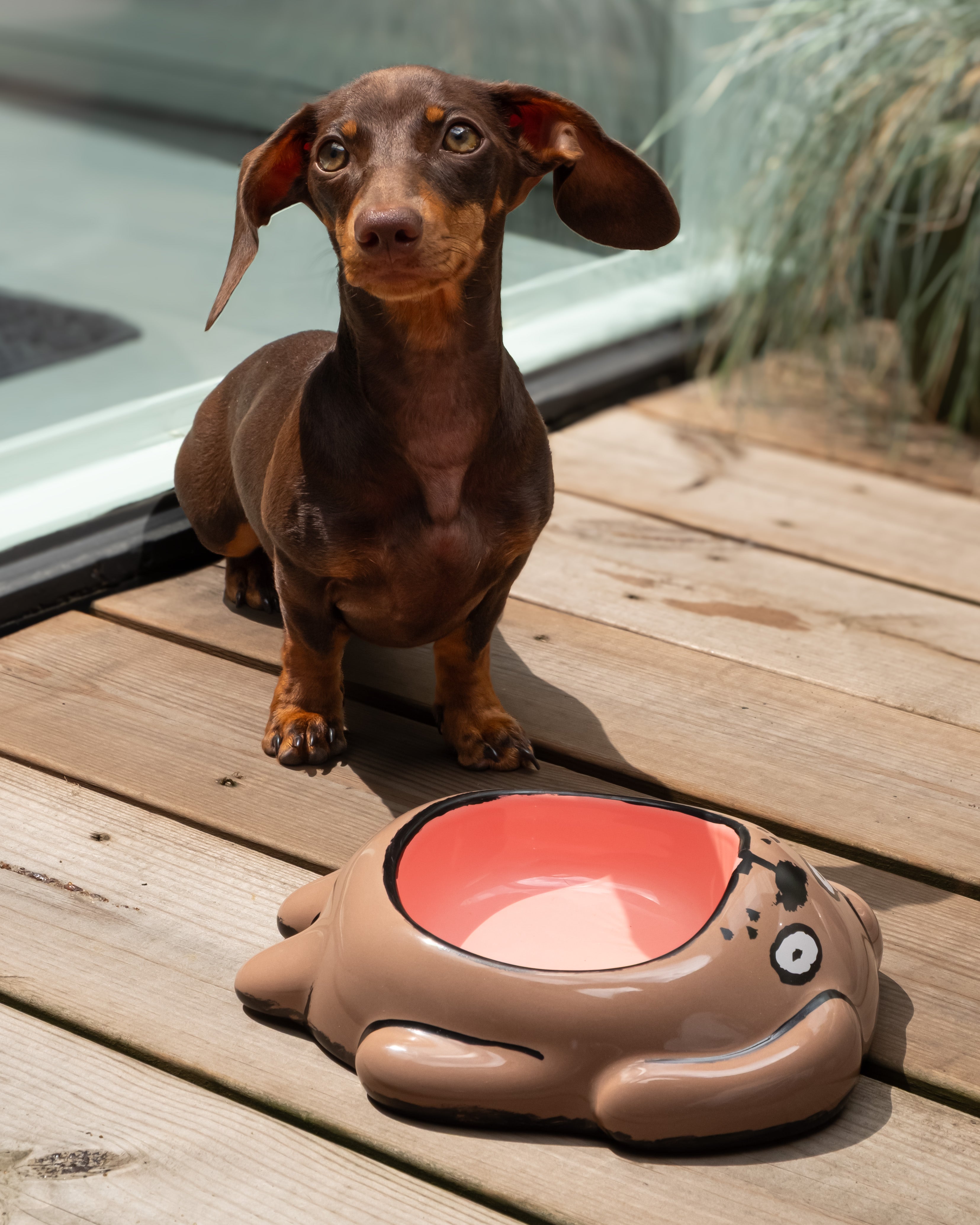 Perro salchicha sentado en una terraza de madera junto al comedero Dog Bowl marrón y rosa